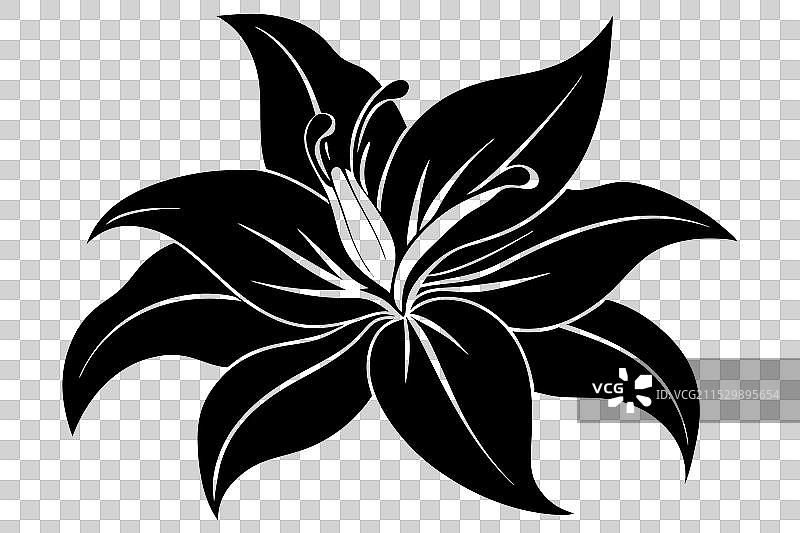 美丽的百合花卉图片素材