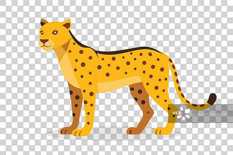 孤立在白色背景上的猎豹动物图片素材