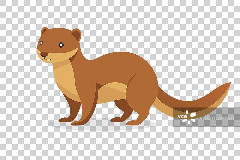 侏儒狐獴动物在白色背景上孤立展示图片素材