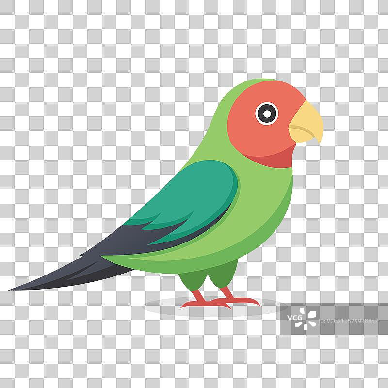 费舍尔爱情鸟动物孤立在白色背景上图片素材