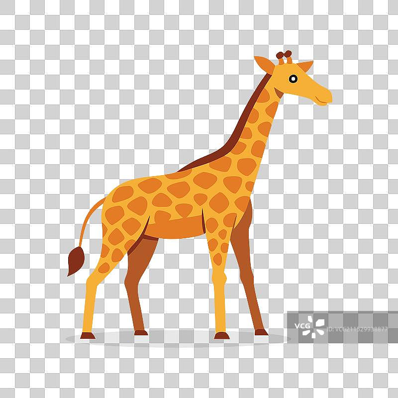 长颈鹿动物在白色背景上孤立展示图片素材