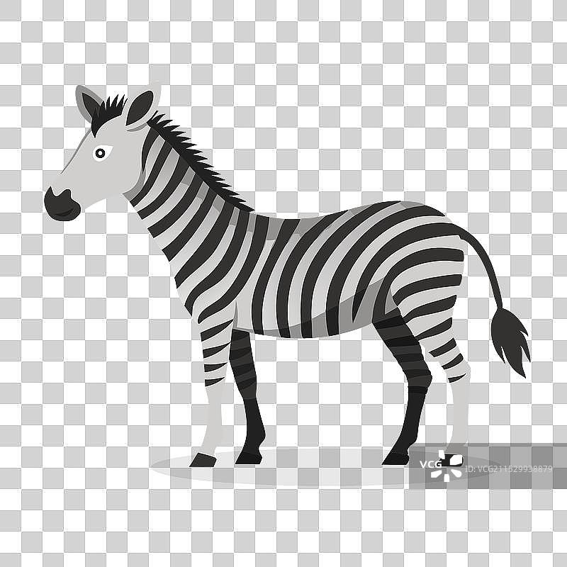 格雷维斯斑马动物孤立在白色背景上图片素材