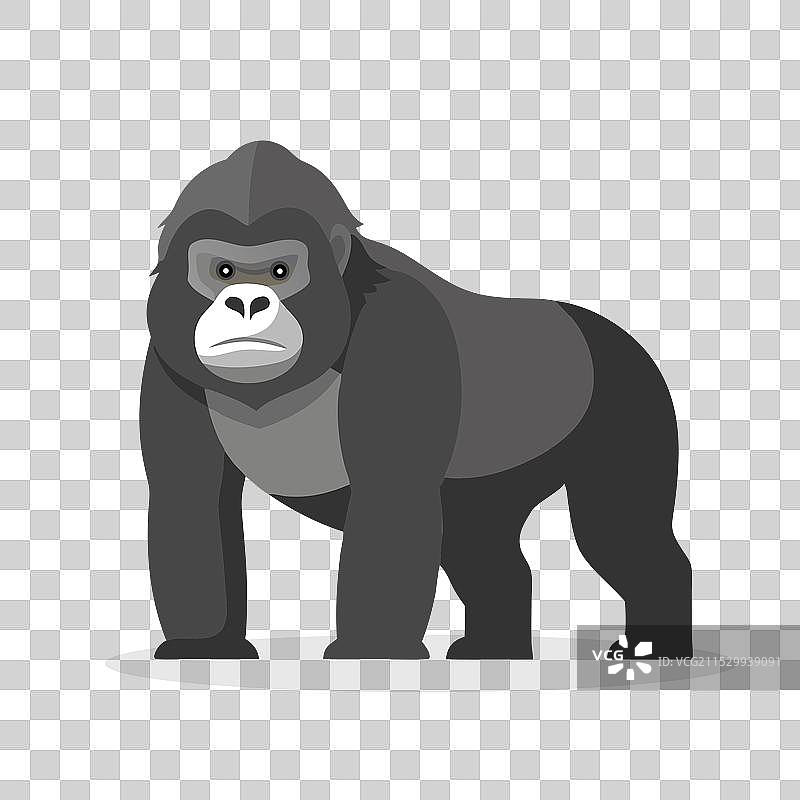 孤立在白色背景上的山地大猩猩动物图片素材