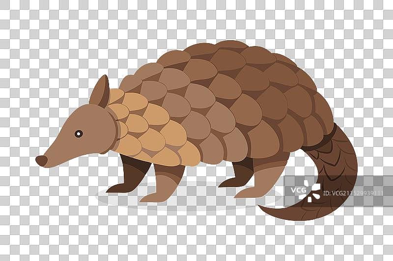 穿山甲动物在白色背景上孤立展示图片素材