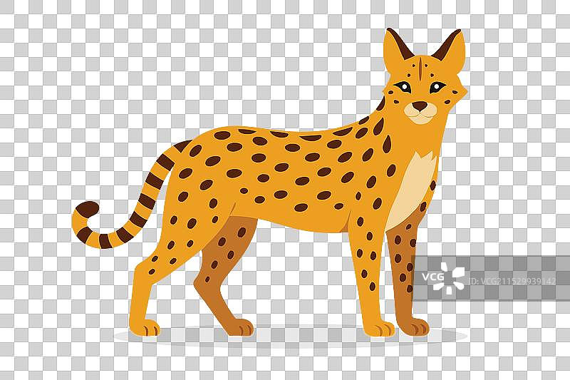 独立在白色背景上的猎豹猫图片素材