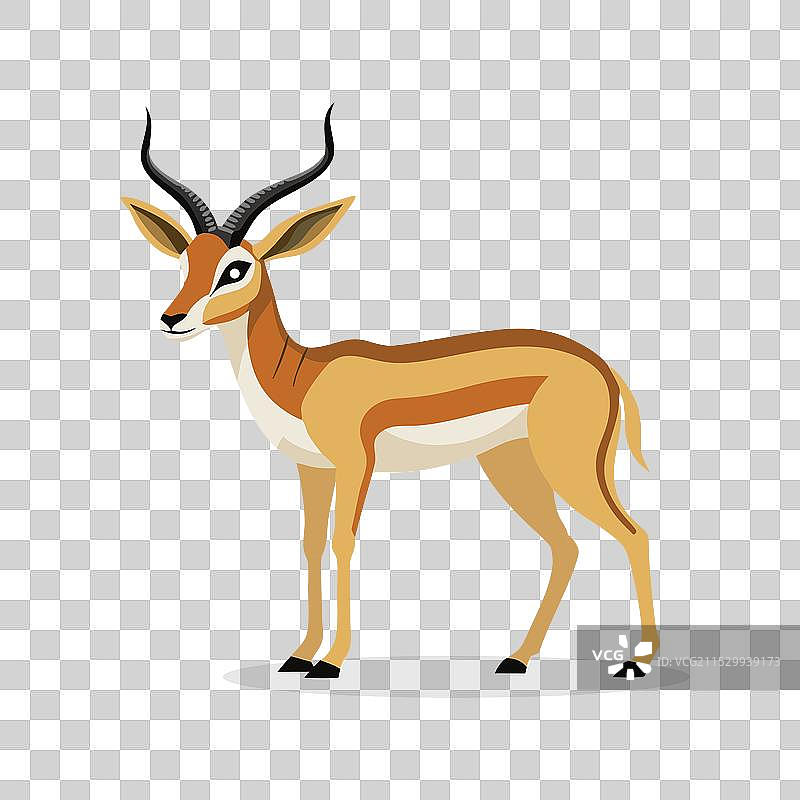 汤姆森瞪羚动物在白色背景上孤立展示图片素材