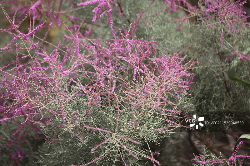 新疆若羌：沙漠公路旁红柳花开正旺，摇曳出别样风景图片素材