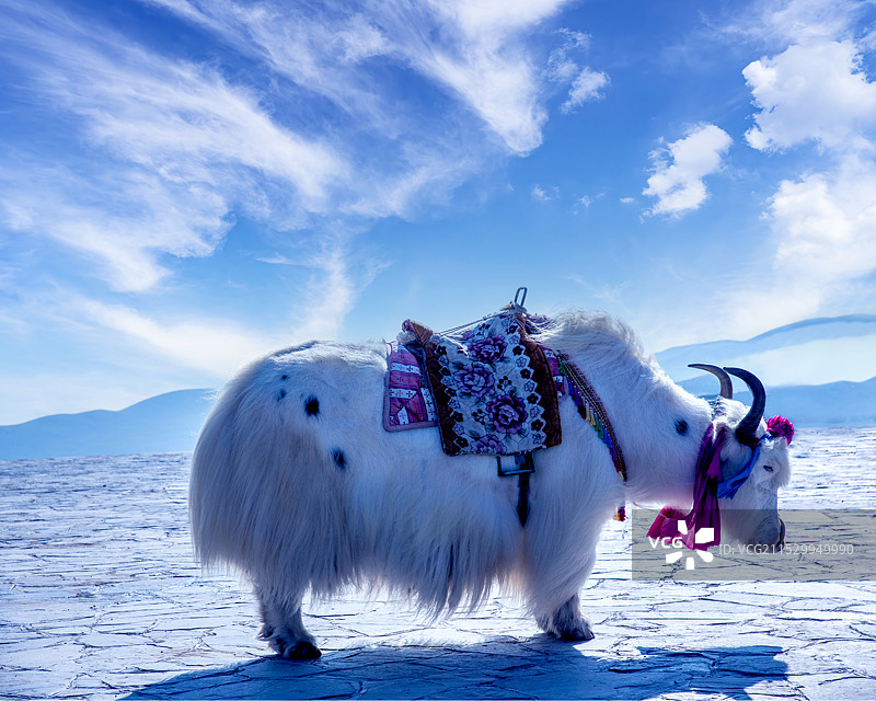 青海海南湟源县日月山上白牦牛图片素材