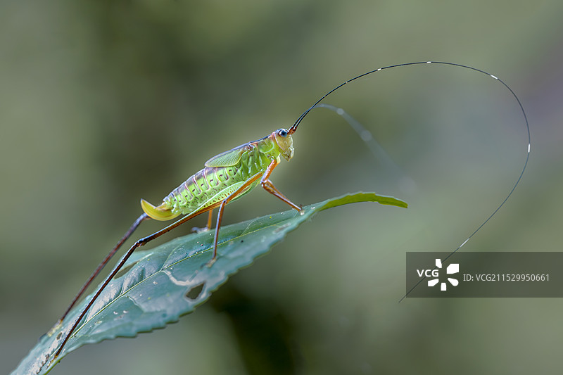 生态微距摄影图片素材