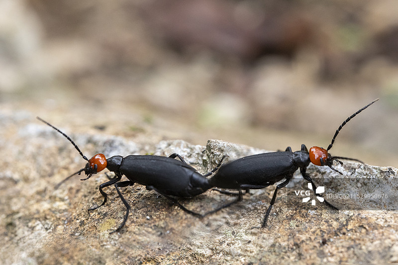 生态微距摄影图片素材