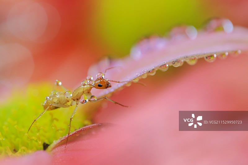 生态微距摄影图片素材