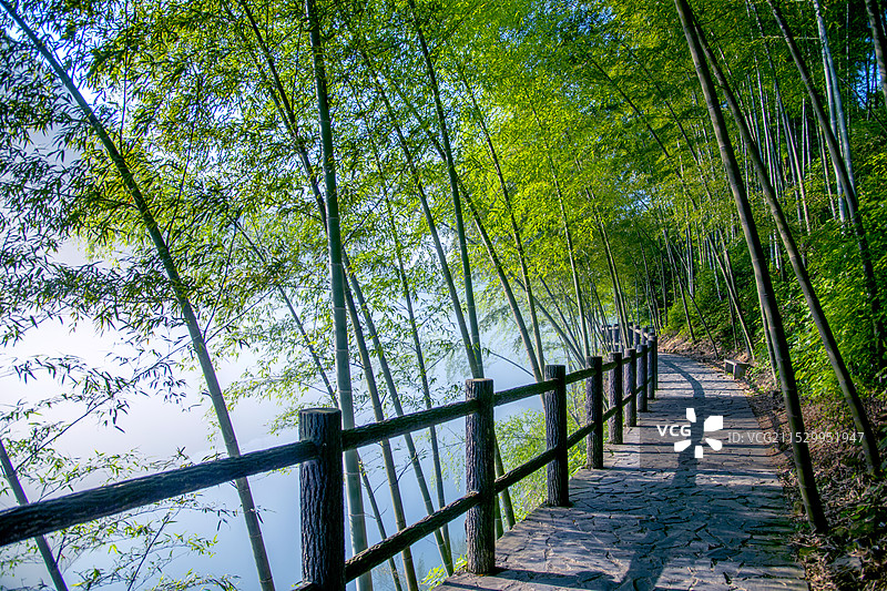 湖南郴州市资兴小东江边晨曦中竹的林小道图片素材