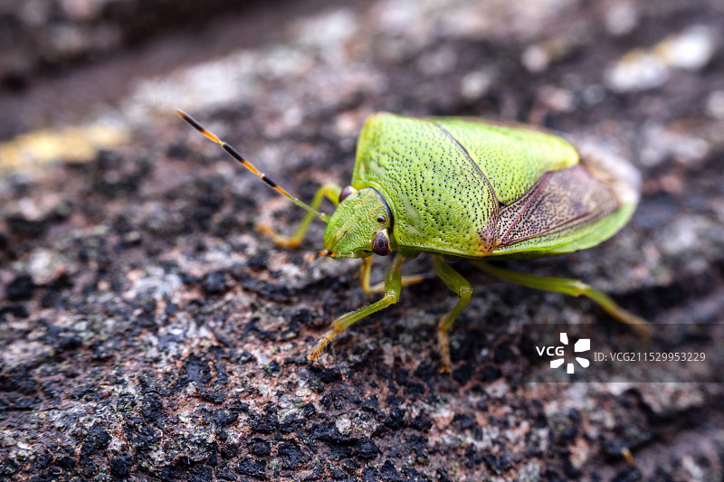 重庆江津四面山昆虫——蝽图片素材