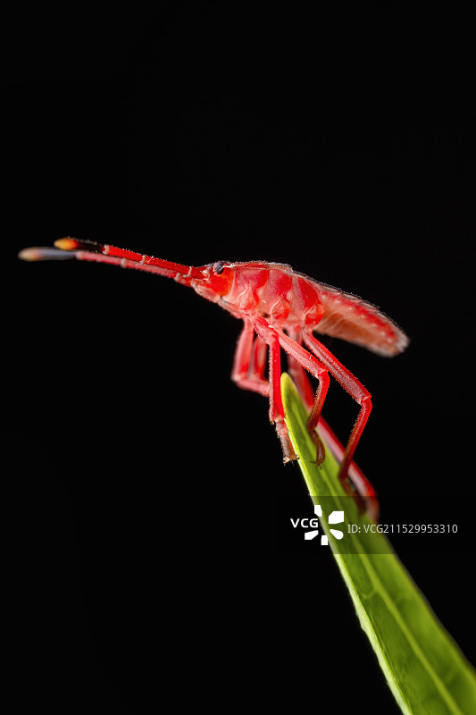 重庆江津四面山昆虫——荔蝽图片素材