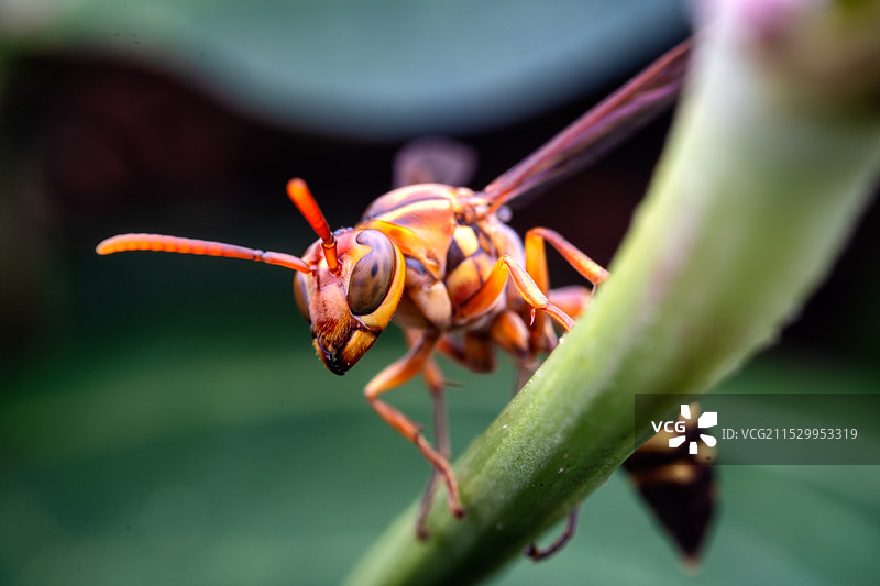 重庆江津四面山昆虫——大黄蜂图片素材
