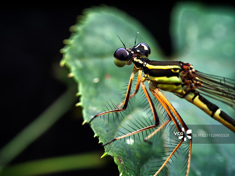 重庆江津四面山昆虫——豆娘图片素材