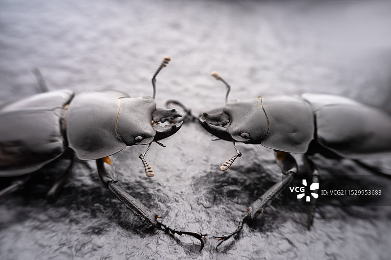 重庆江津四面山昆虫——锹甲虫图片素材