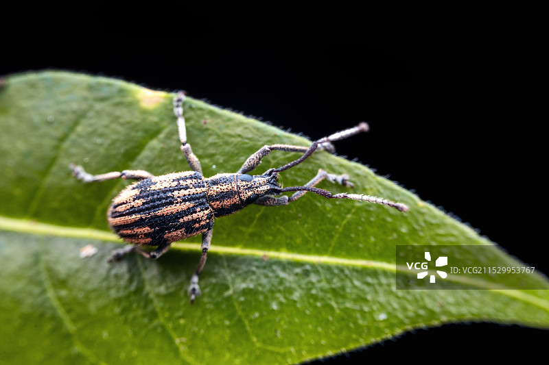重庆江津四面山昆虫——甘薯蚁象甲图片素材
