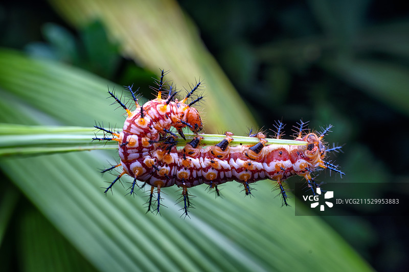 重庆江津四面山昆虫——毛虫图片素材