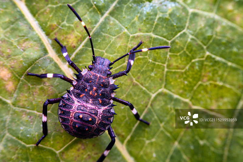 重庆江津四面山昆虫——蝽图片素材