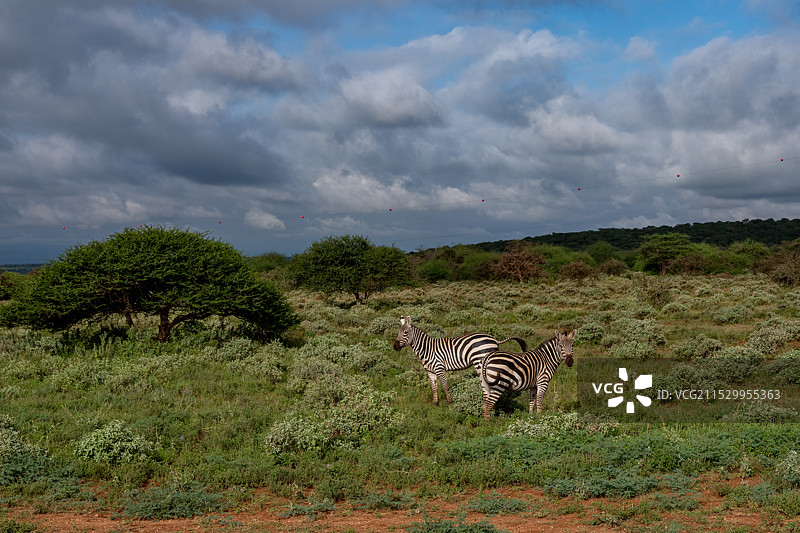 肯尼亚野生动物——斑马图片素材