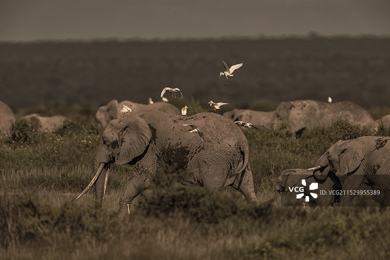 肯尼亚野生动物——大象群图片素材