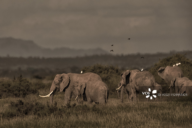 肯尼亚野生动物——大象群图片素材