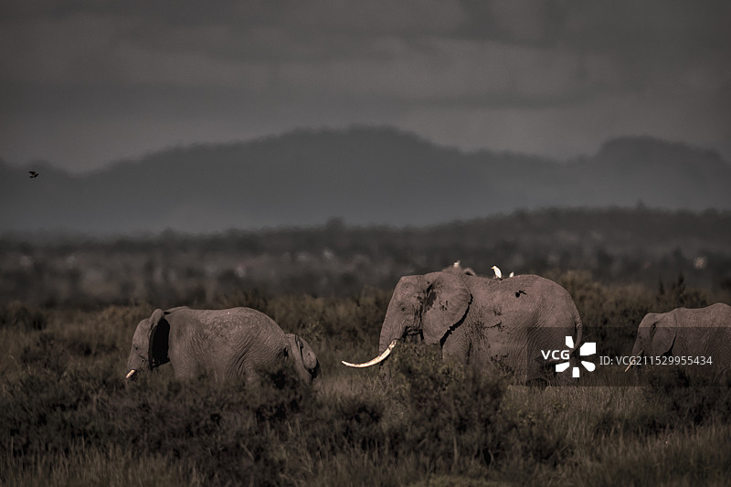 肯尼亚野生动物——大象群图片素材