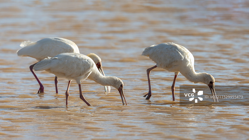 肯尼亚野生动物——琵琶嘴鹭图片素材