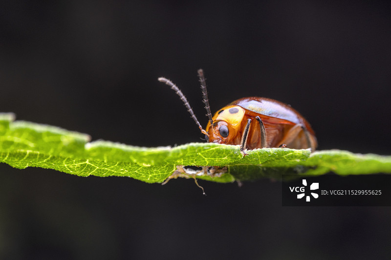 贵州遵义飞鸽景区昆虫——叶甲图片素材