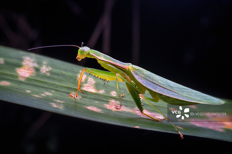 贵州遵义昆虫——螳螂图片素材