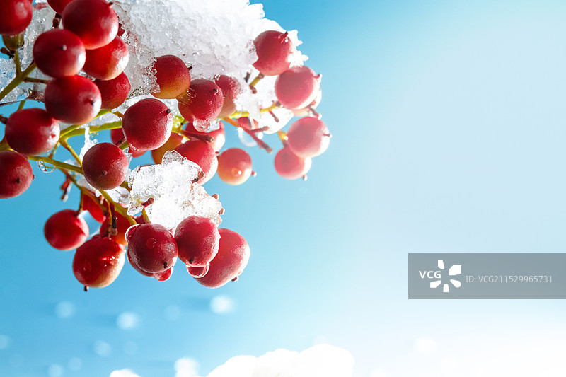 冬天冰雪覆盖的红色果实图片素材