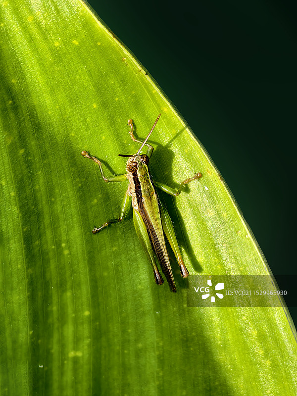 沐浴在阳光下的蚱蜢图片素材
