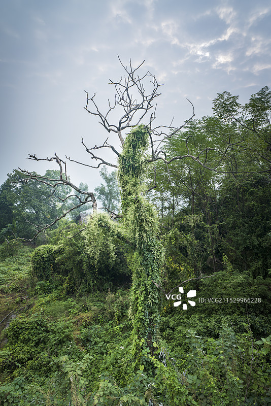 被藤蔓缠绕的树图片素材