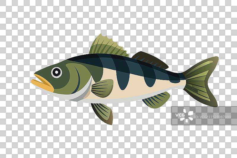 水下的欧洲鲈鱼扁平动物图片素材