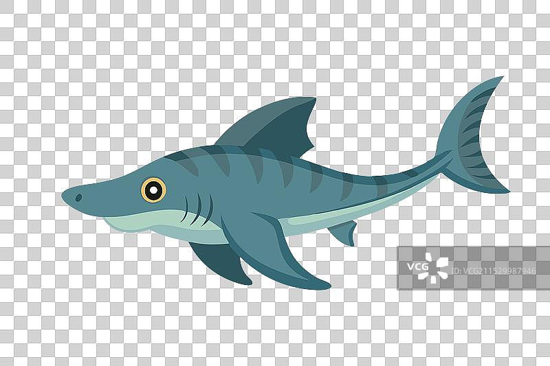 褶边鲨鱼在水下的平面动物图像图片素材