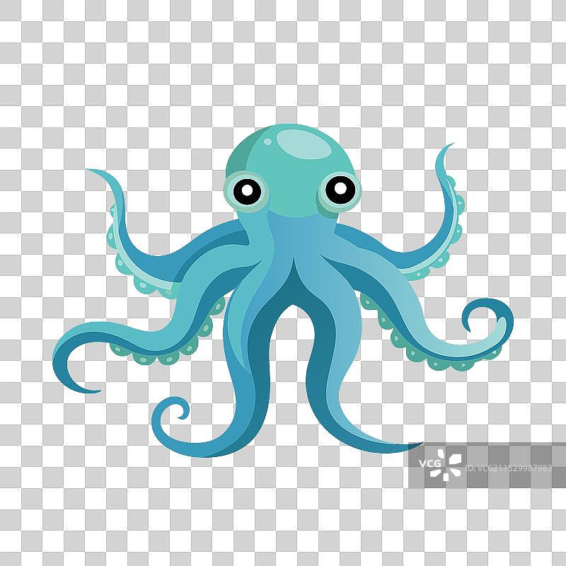 水下动物的扁平玻璃章鱼图片素材