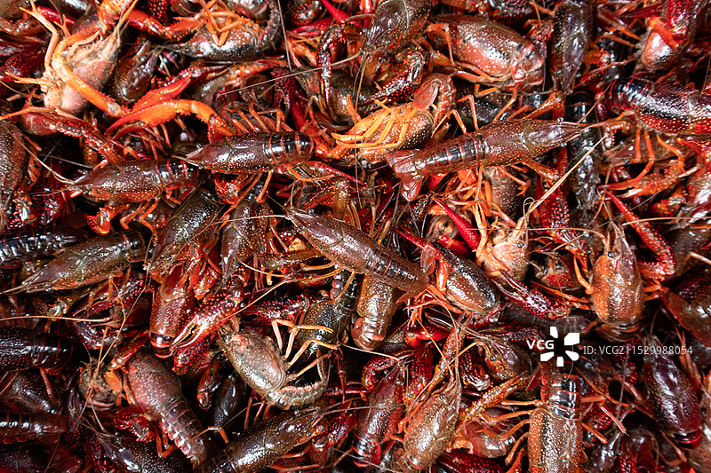 市场上售卖的成堆新鲜小龙虾，夜宵美食食材原料，生鲜水产静物特写图片素材