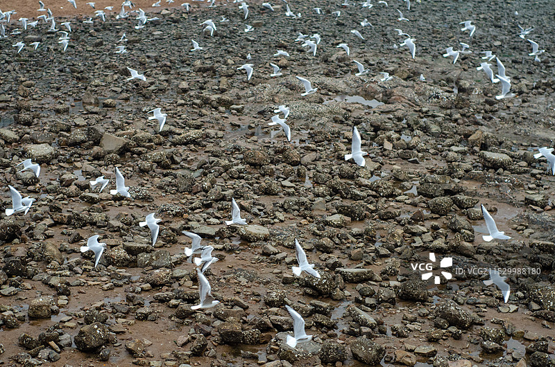 青岛栈桥海滩上大量迁徙而来的海鸥图片素材