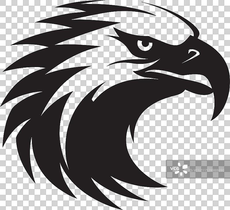 高贵的黑鹰，威严的猎手鹰图片素材