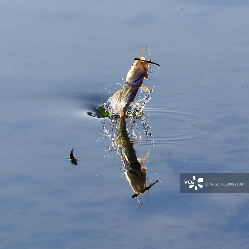 马口鱼捕食蜻蜓瞬间图片素材
