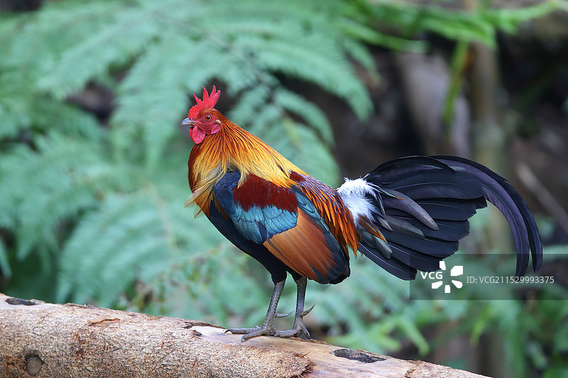鸡形目—原鸡图片素材