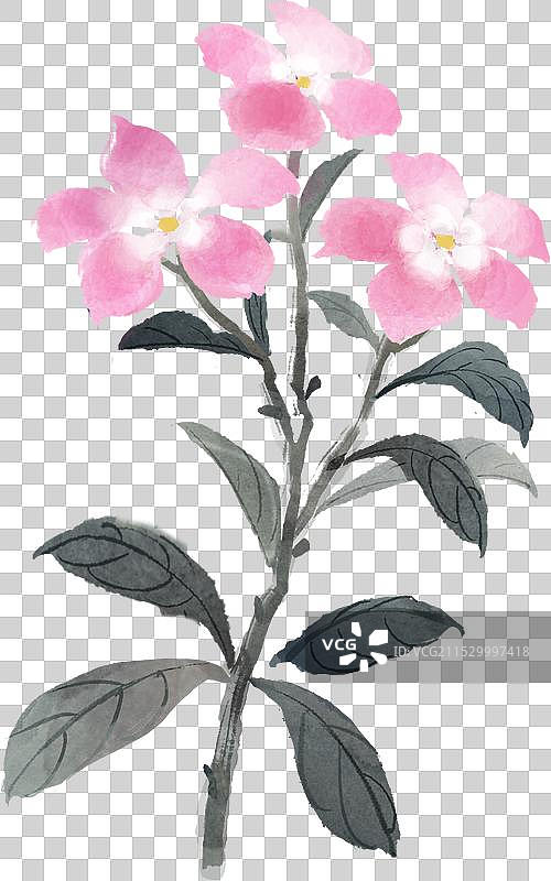 中国画水墨水彩质感手绘花朵素材长春花水墨图片素材