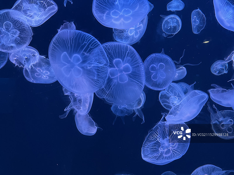 海洋世界里的水母图片素材