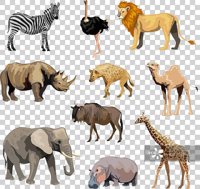 野生非洲动物系列图片素材