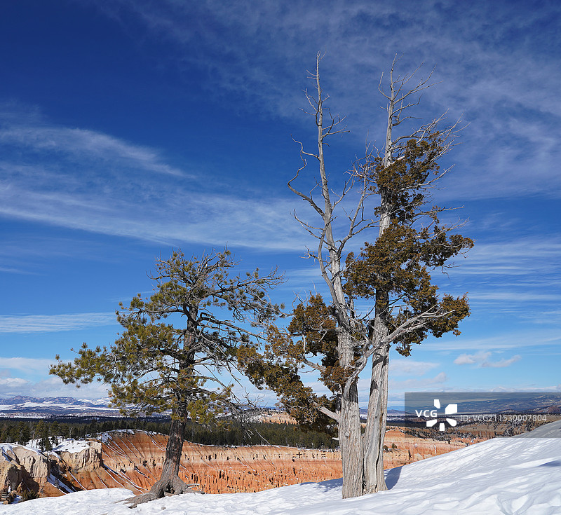 雪地上的树木顶着天空图片素材