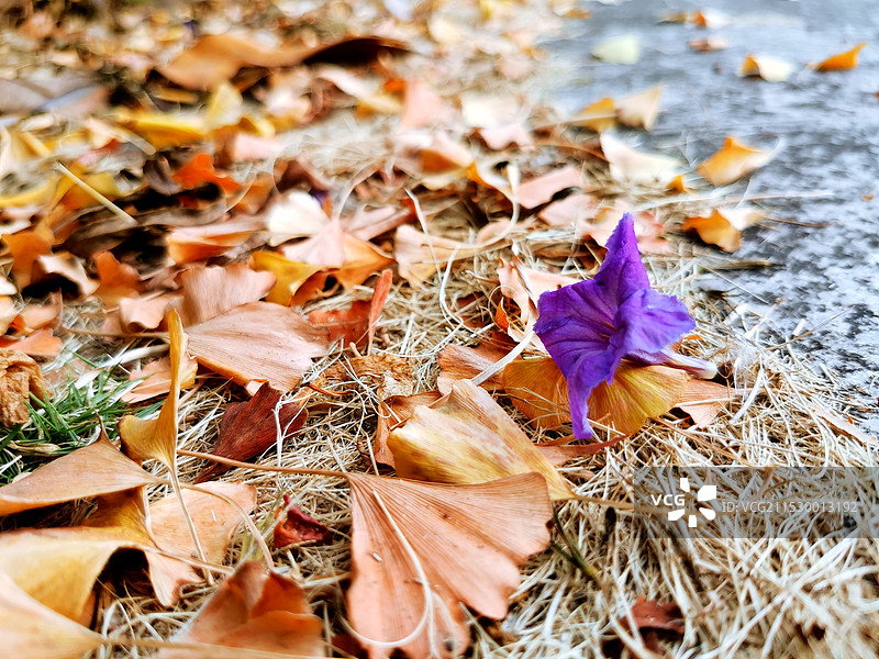 落叶图片素材