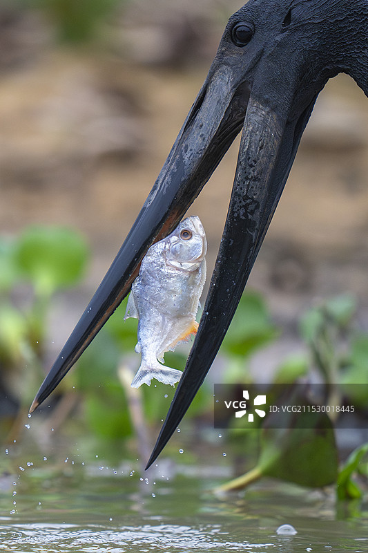 带有斑点食人鱼的贾比鲁鹳图片素材