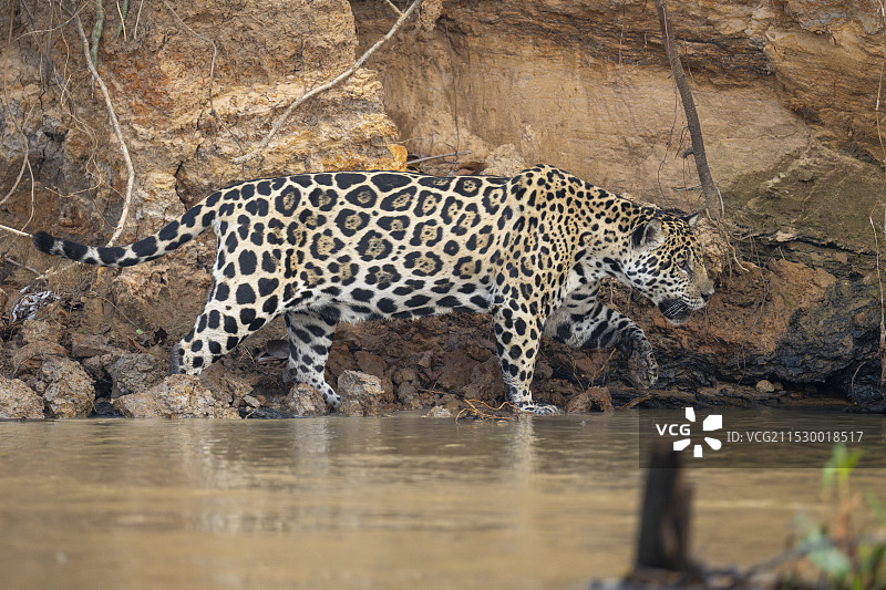 美洲虎图片素材