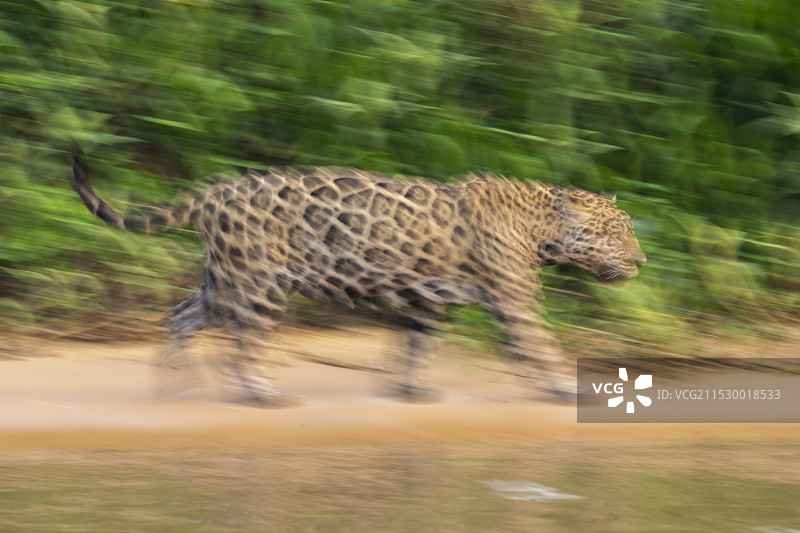 美洲虎图片素材